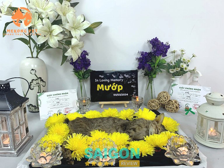 Dịch vụ hỏa táng thú cưng tận nơi, chuyên nghiệp, giá rẻ